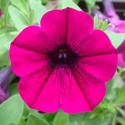 Las petunias