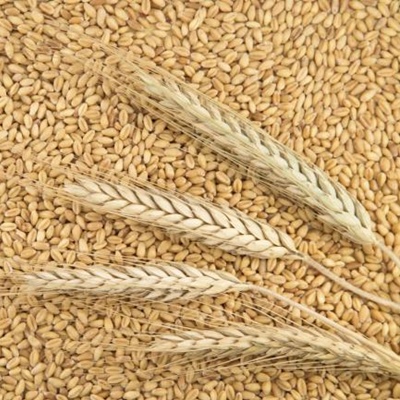 Cebada