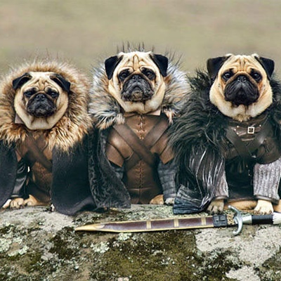 Pugs Juego de Tronos