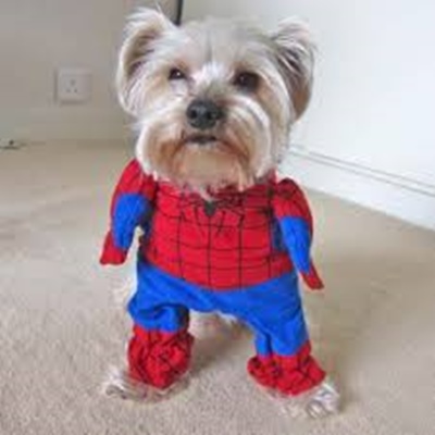 Superhéroe perro
