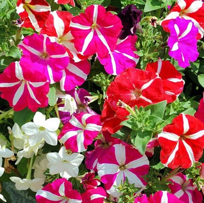 Las petunias