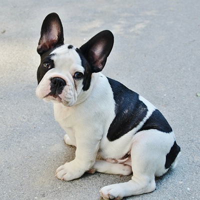 Bulldog francés