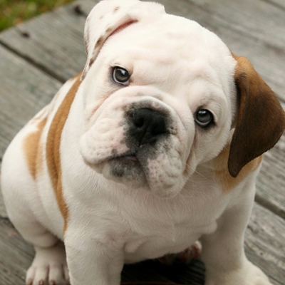 Bulldog inglés