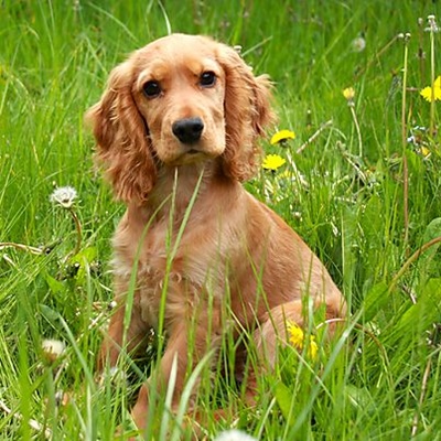 Cocker Spaniel