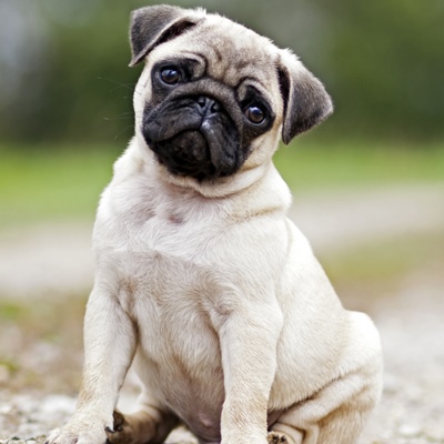Pug