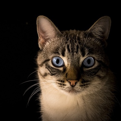 Los gatos