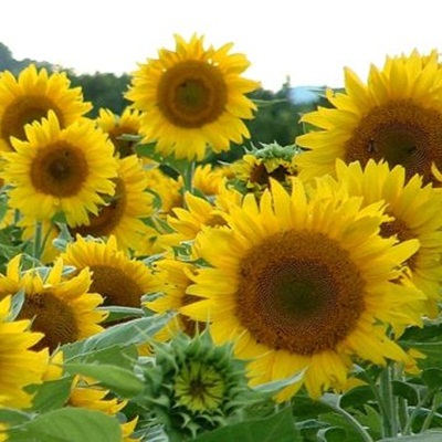 Los girasoles