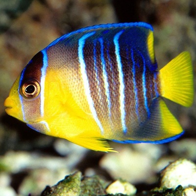 Peces