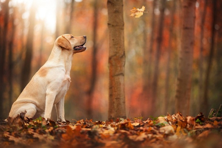 Résultat de recherche d'images pour perros y el otoño