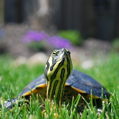 Reptiles