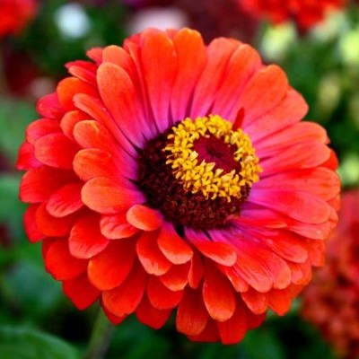 Las zinnias