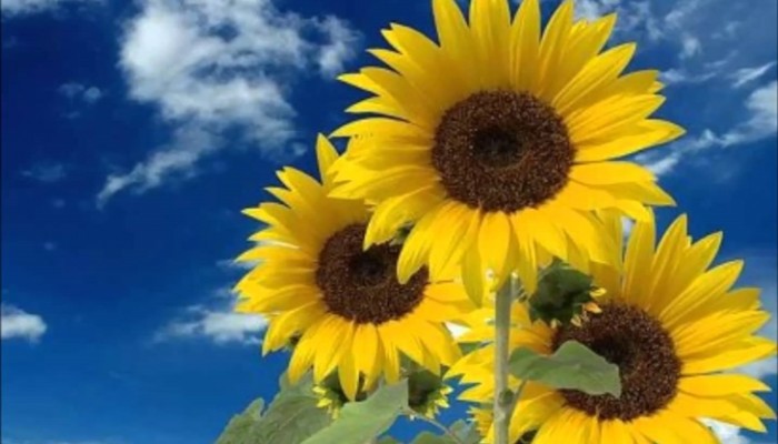 Qué flores regalar a un chico: Sedúcele de una forma diferente