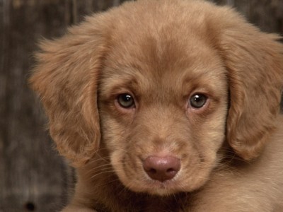 Regalar una mascota ¿Es una buena idea?