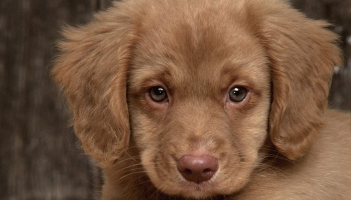 Regalar una mascota ¿Es una buena idea?