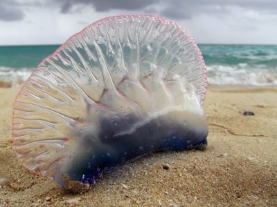 Picaduras de medusa: Tratamiento y remedios naturales