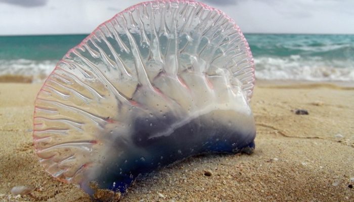 Picaduras de medusa: Tratamiento y remedios naturales