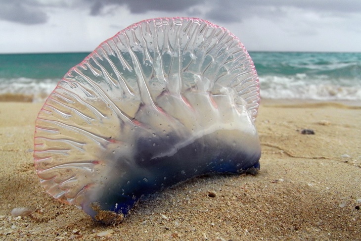 Picaduras de medusa: Tratamiento y remedios naturales