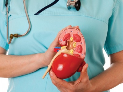 Día de la enfermedad renal en España 2016: El riñón, un gran desconocido