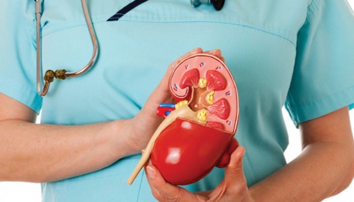 Día de la enfermedad renal en España 2016: El riñón, un gran desconocido