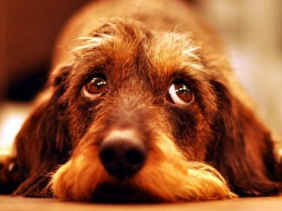 Perros que pueden vivir en un piso: ¿Cuáles son?