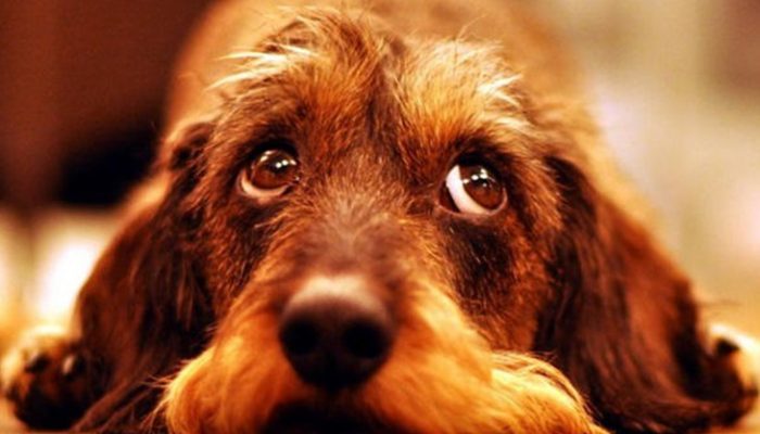 Perros que pueden vivir en un piso: ¿Cuáles son?