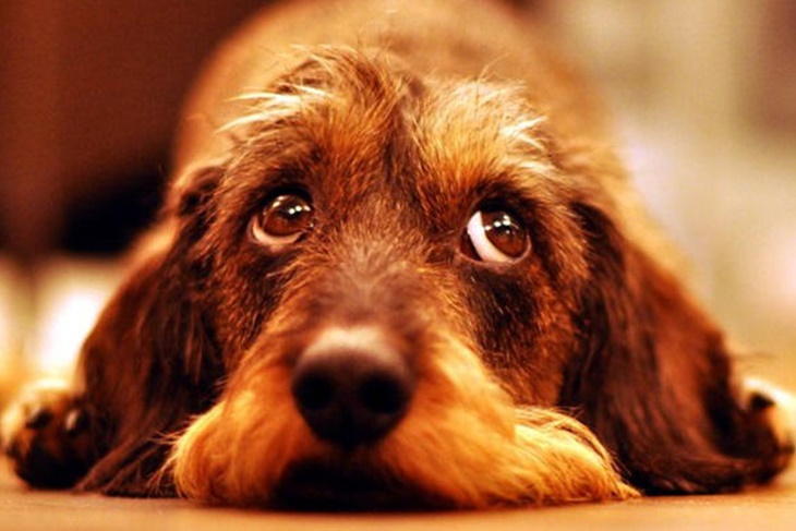 Perros que pueden vivir en un piso: ¿Cuáles son?