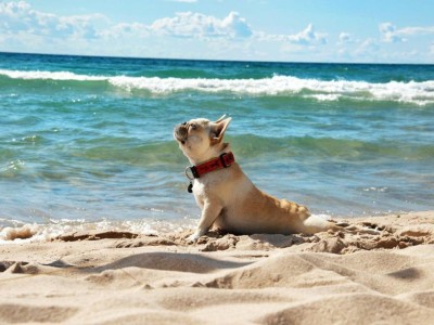 Playas para perros en España: Disfruta con tu mascota