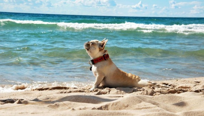 Playas para perros en España: Disfruta con tu mascota