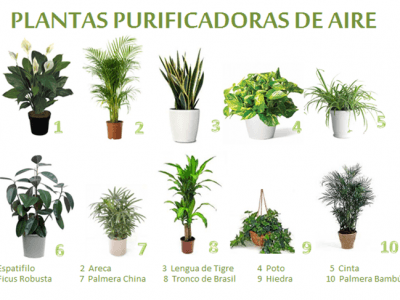 Plantas purificadoras de aire para interior