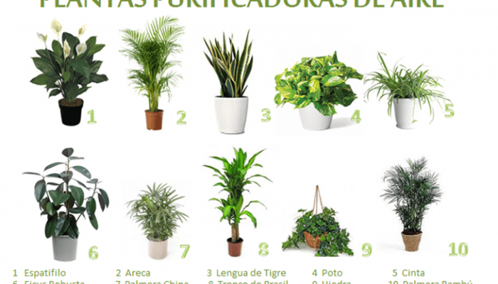 Plantas purificadoras de aire para interior