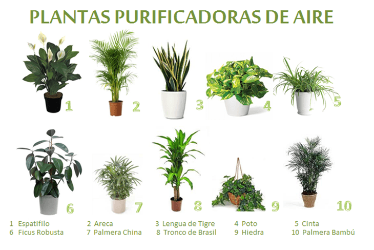 Plantas purificadoras de aire para interior
