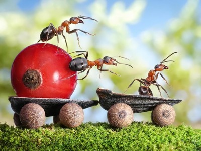 Plagas más comunes en plantas de jardín: Conócelas y acaba con ellas