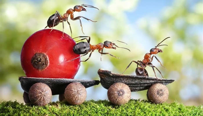 Plagas más comunes en plantas de jardín: Conócelas y acaba con ellas