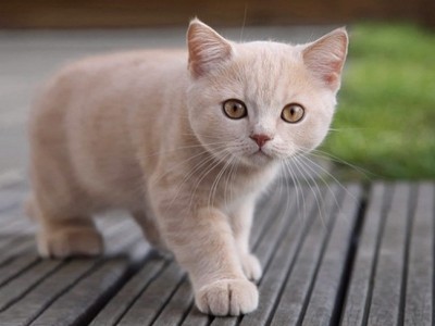 Cuidados básicos de un gato