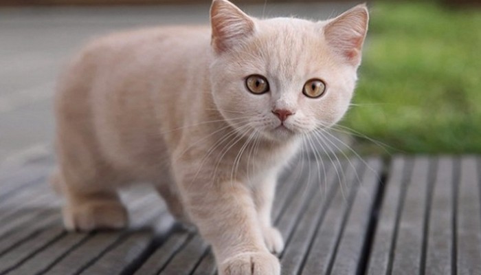 Cuidados básicos de un gato