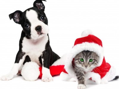 5 consejos clave para el cuidado de nuestras mascotas en Navidad