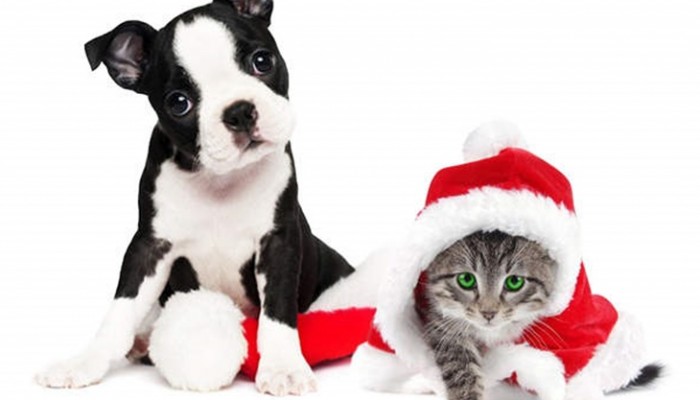 5 consejos clave para el cuidado de nuestras mascotas en Navidad