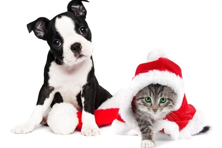 5 consejos clave para el cuidado de nuestras mascotas en Navidad