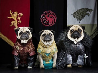 Los 5 disfraces más punteros para tu perro este Carnaval