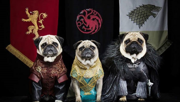 Los 5 disfraces más punteros para tu perro este Carnaval