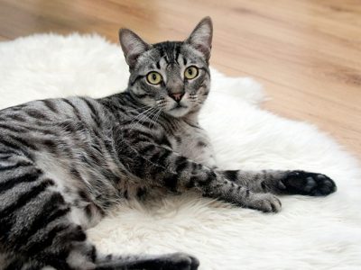 He perdido al gato: ¿Qué hago?
