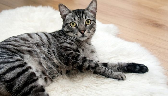 He perdido al gato: ¿Qué hago?