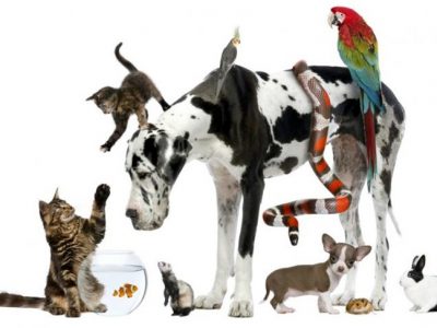 Mascota según tu personalidad: ¿Cuál es la ideal para ti?