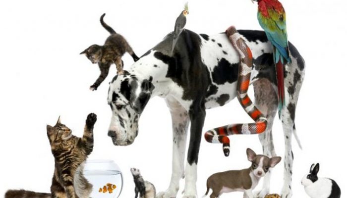 Mascota según tu personalidad: ¿Cuál es la ideal para ti?