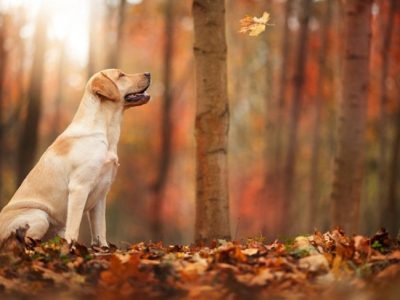 Cuidados de los perros en otoño: Uno a uno
