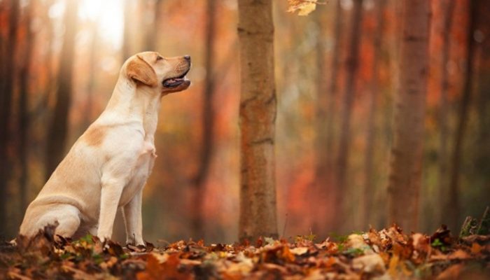Cuidados de los perros en otoño: Uno a uno