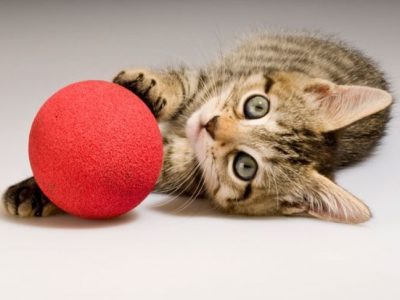Juguetes para gatos baratos: Estimula a tu mascota