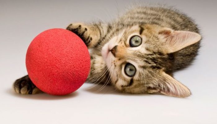 Juguetes para gatos baratos: Estimula a tu mascota