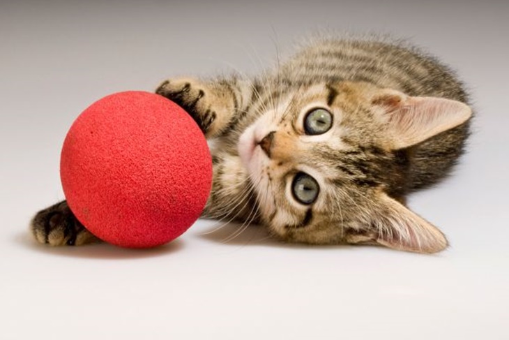 Juguetes para gatos baratos: Estimula a tu mascota