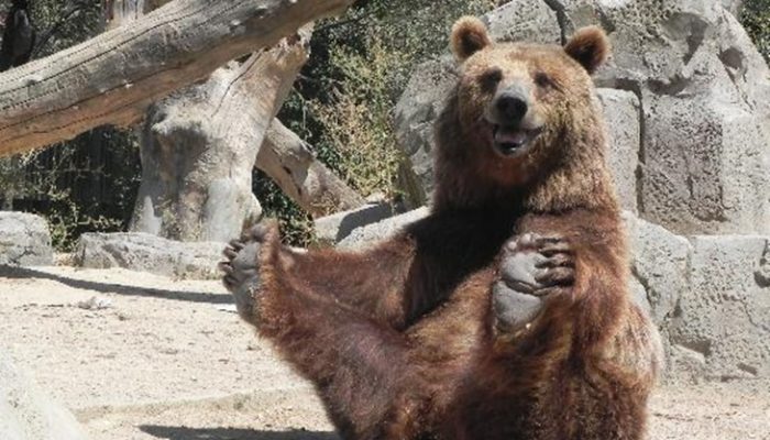 Los 5 zoos de España que no puedes dejar de visitar